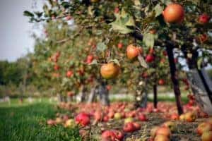 low hanging apples falling