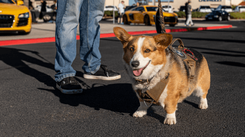 Corgi at cars & coffee with R8 in background