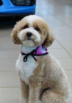 Oakley Schrodes