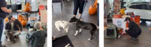Subaru Loves Pets 4